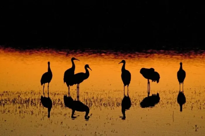 Framed Print : Sandhill cranes, Grus canadensis, wintering in New Mexico, take shelter from coyotes Framed Print : Sandhill cranes, Grus canadensis, wintering in New Mexico, take shelter from coyotes