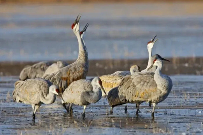 Framed Print : Sandhill Cranes (Grus canadensis) calling before leaving frozen roost pond at Bosque Framed Print : Sandhill Cranes (Grus canadensis) calling before leaving frozen roost pond at Bosque