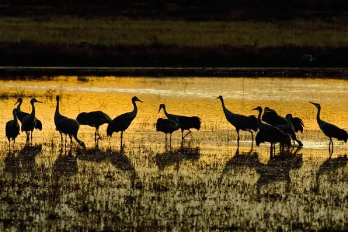 Framed Print : Sandhill Cranes (Grus canadensis) flock at roost in shallow marsh near the Rio Grande Framed Print : Sandhill Cranes (Grus canadensis) flock at roost in shallow marsh near the Rio Grande