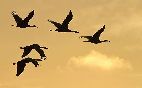 Sandhill cranes (Grus canadensis) flying at dawn, Platte river, Nebraska