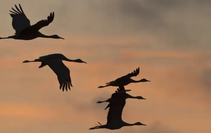 Framed Print : Sandhill cranes (Grus canadensis) flying at dawn, Platte river, Nebraska