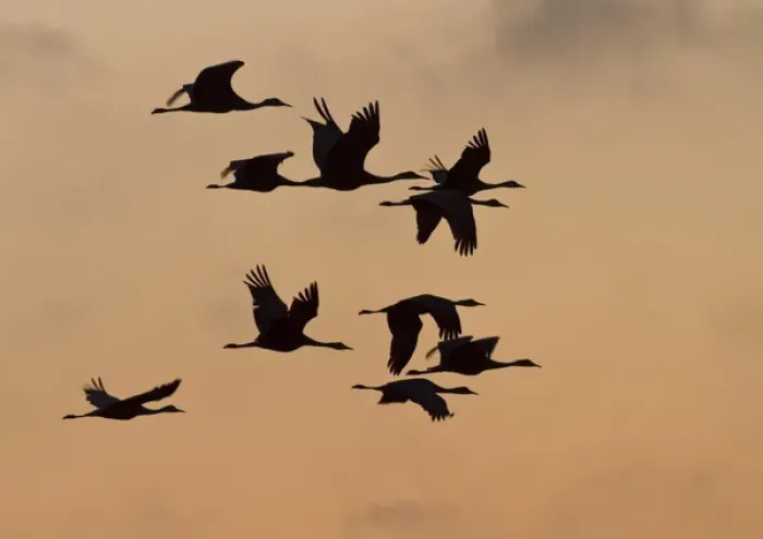 Framed Print : Sandhill cranes (Grus canadensis) flying at dawn, Platte river, Nebraska