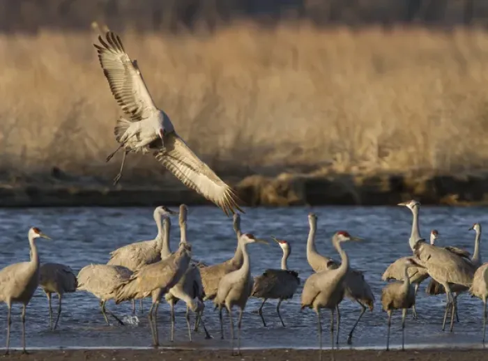 Framed Print : Sandhill cranes (Grus canadensis) flying at dusk, Platte river, Nebraska Framed Print : Sandhill cranes (Grus canadensis) flying at dusk, Platte river, Nebraska