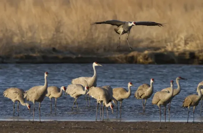 Framed Print : Sandhill cranes (Grus canadensis) flying at dusk, Platte river, Nebraska Framed Print : Sandhill cranes (Grus canadensis) flying at dusk, Platte river, Nebraska
