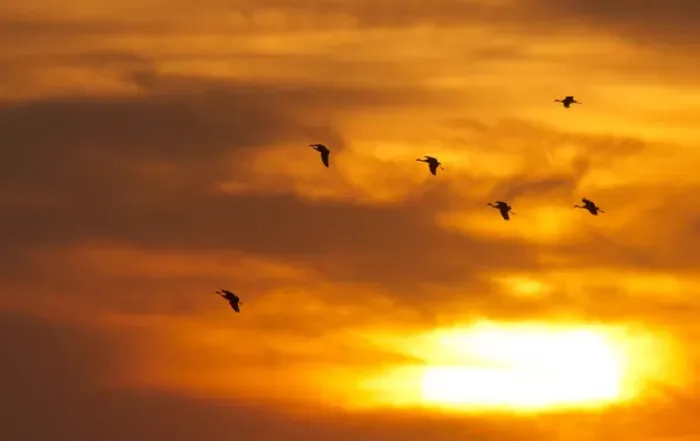 Framed Print : Sandhill cranes (Grus canadensis) flying at dusk, Platte river, Nebraska Framed Print : Sandhill cranes (Grus canadensis) flying at dusk, Platte river, Nebraska