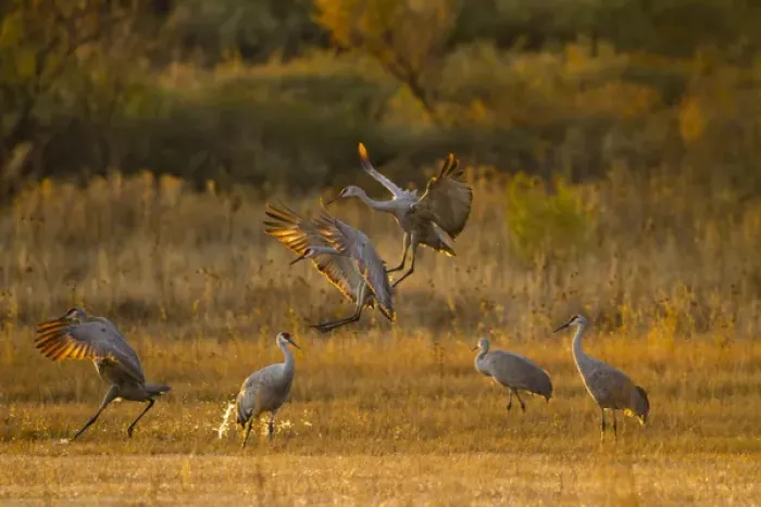 Framed Print : Sandhill Cranes (Grus canadensis) landing at roosting marsh Framed Print : Sandhill Cranes (Grus canadensis) landing at roosting marsh