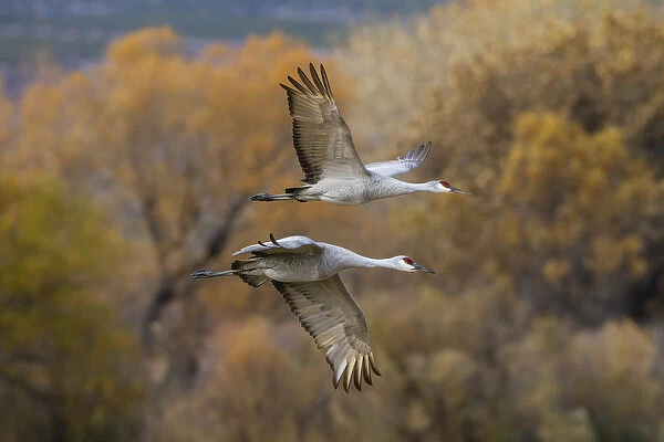 Sandhill Cranes (Grus canadensis) pair in flight