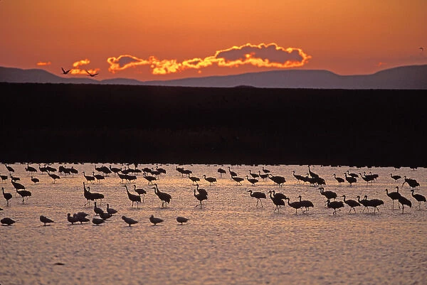 07. Sandhill Cranes (Grus canadensis) Platte River, NE