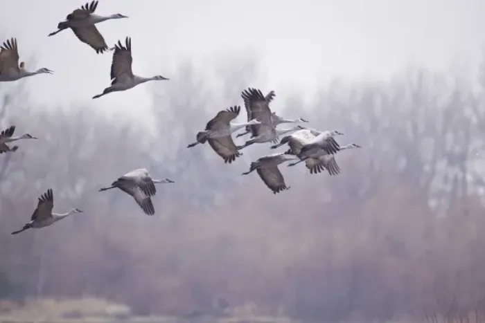 Framed Print : Sandhill cranes (Grus Canadensis) on the Platte River during spring migration near Kearney