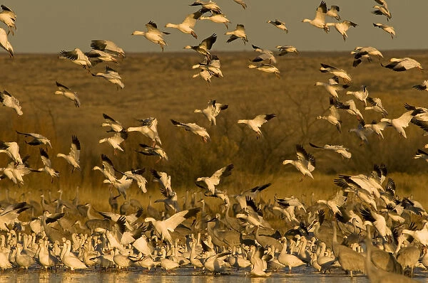 Sandhill cranes, Grus canadensis, and snow geese, Chen caerulescens, take refuge