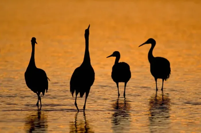 Framed Print : Sandhill cranes (Grus canadensis) wintering in New Mexico, take shelter from coyotes