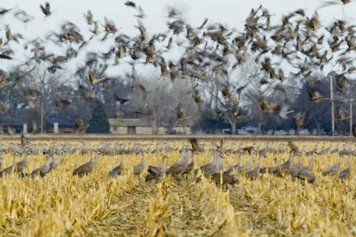 Framed Print : Sandhill cranes leave corn fields before heading to the Platte River in evening near Kearney Framed Print : Sandhill cranes leave corn fields before heading to the Platte River in evening near Kearney