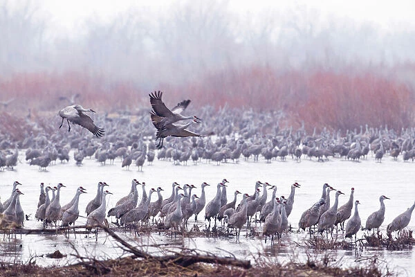 Sandhill cranes on the Platte River during spring migration near Kearney, Nebraska, USA