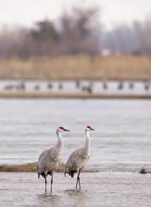 Framed Print : Sandhill cranes on the Platte River during spring migration near Kearney, Nebraska, USA Framed Print : Sandhill cranes on the Platte River during spring migration near Kearney, Nebraska, USA