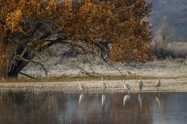Sandhill cranes and reflection. Bosque del Apache National Wildlife Refuge, New Mexico