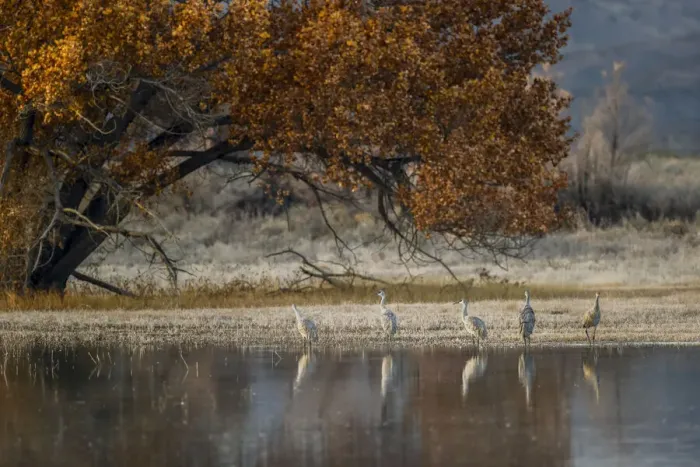 Framed Print : Sandhill cranes and reflection. Bosque del Apache National Wildlife Refuge, New Mexico Framed Print : Sandhill cranes and reflection. Bosque del Apache National Wildlife Refuge, New Mexico