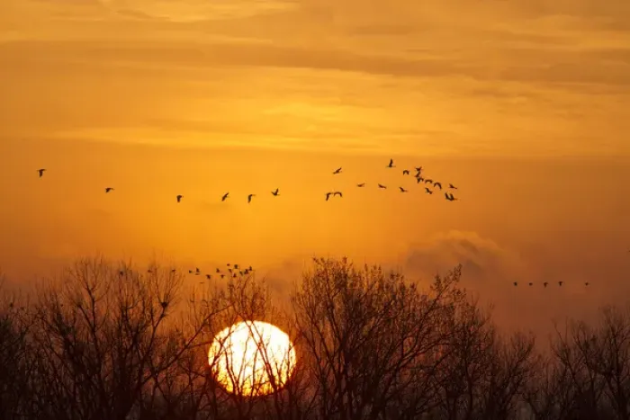 Framed Print : Sandhill cranes silhouetted aginst the rising sun as they leave the Platte River near Kearney Framed Print : Sandhill cranes silhouetted aginst the rising sun as they leave the Platte River near Kearney
