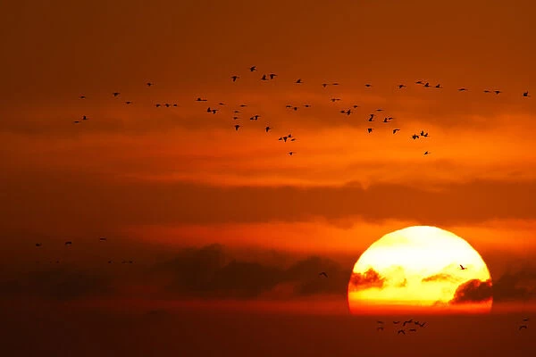Sandhill cranes silhouetted aginst the setting sun as they fly to the Platte River near Kearney