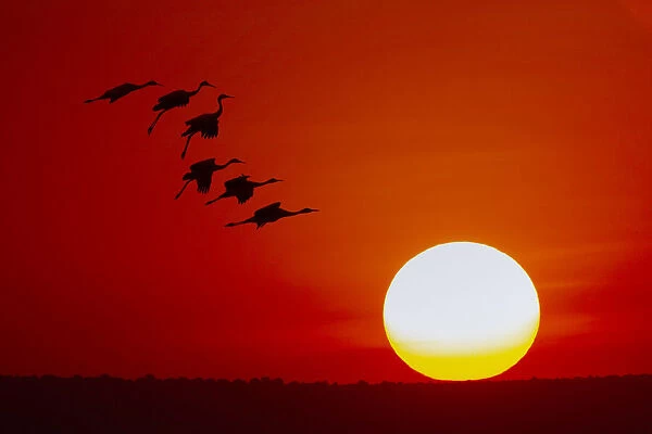 Sandhill cranes silhouetted flying at sunset. Bosque del Apache National Wildlife Refuge, New Mexico
