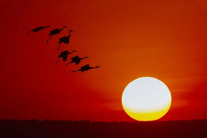 Framed Print : Sandhill cranes silhouetted flying at sunset. Bosque del Apache National Wildlife Refuge, New Mexico Framed Print : Sandhill cranes silhouetted flying at sunset. Bosque del Apache National Wildlife Refuge, New Mexico
