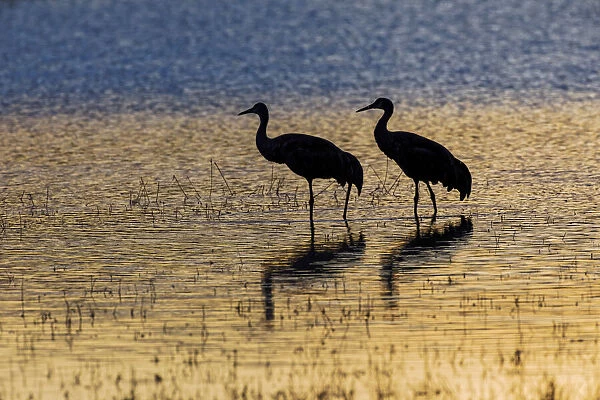 Sandhill cranes silhouetted at sunset. Bosque del Apache National Wildlife Refuge, New Mexico