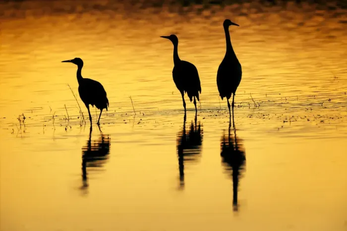 Framed Print : Sandhill cranes silhouetted at sunset. Bosque del Apache National Wildlife Refuge, New Mexico