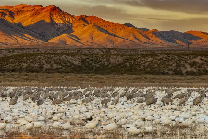 Framed Print : Sandhill cranes and snowgeese wade at Bosque Del Apache National Wildlife Reserve Framed Print : Sandhill cranes and snowgeese wade at Bosque Del Apache National Wildlife Reserve