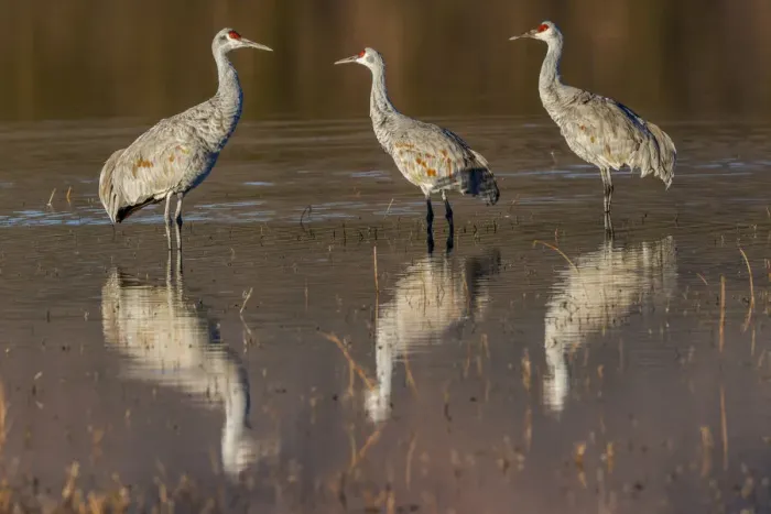 Framed Print : Sandhill cranes standing in pond. Bosque del Apache National Wildlife Refuge, New Mexico Framed Print : Sandhill cranes standing in pond. Bosque del Apache National Wildlife Refuge, New Mexico