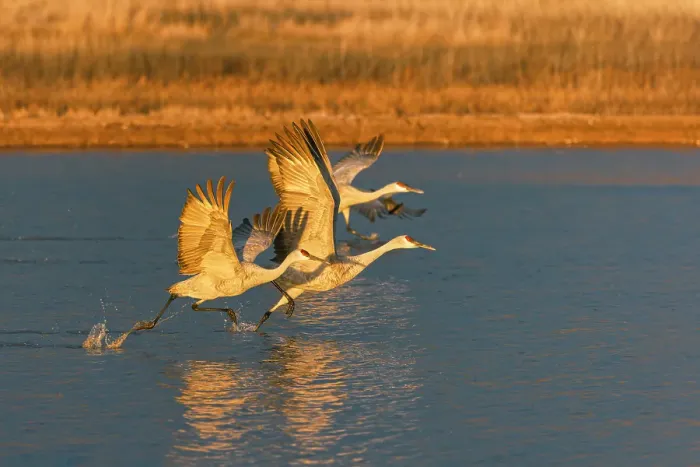 Framed Print : Sandhill cranes taking off at first light. Bosque del Apache National Wildlife Refuge, New Mexico Framed Print : Sandhill cranes taking off at first light. Bosque del Apache National Wildlife Refuge, New Mexico