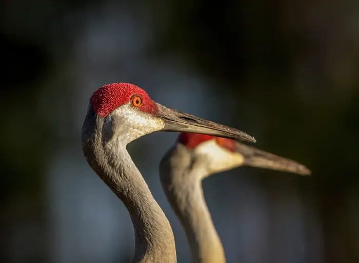 Framed Print : Sandhill cranes are tall regal birds Framed Print : Sandhill cranes are tall regal birds