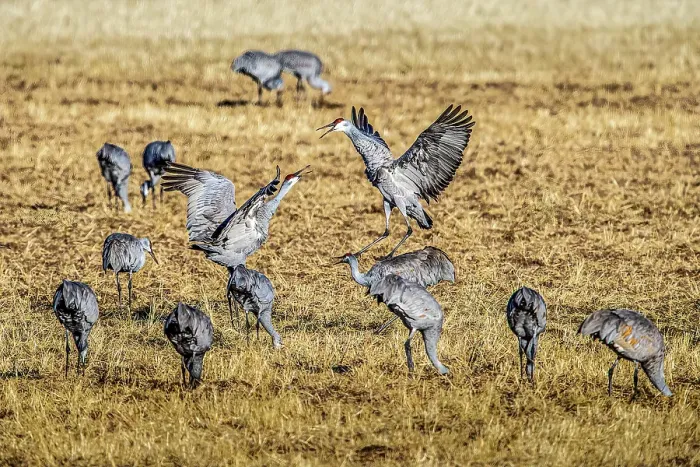 Framed Print : Sandhill cranes, wintering at Bosque del Apache in New Mexico, vocalize to one another