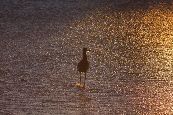 Framed Print : Sandpiper in ocean, California Framed Print : Sandpiper in ocean, California