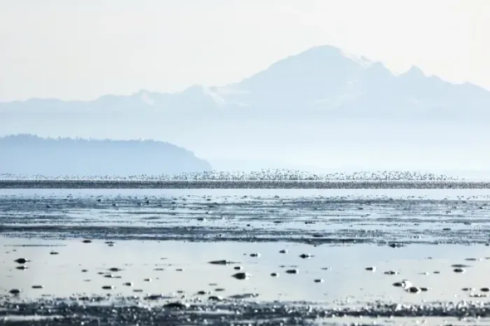 Framed Print : Sandpipers, Boundary Bay, British Columbia Framed Print : Sandpipers, Boundary Bay, British Columbia