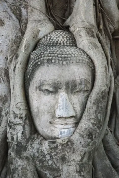 Framed Print : Sandstone head of Buddha surrounded by tree roots, Wat Yai Chaya Mongkol or The Great Framed Print : Sandstone head of Buddha surrounded by tree roots, Wat Yai Chaya Mongkol or The Great