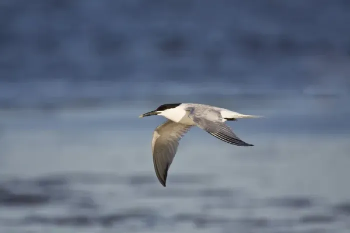 Framed Print : Sandwich Tern (Sterna sandvicensis) in flight, Laguna Madre, Texas, USA, spring
