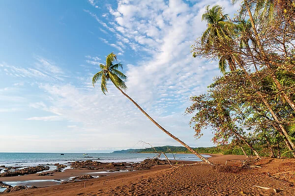 The sandy beach with palm trees and wispy clouds overhead. Drake Bay, Osa Peninsula, Costa Rica