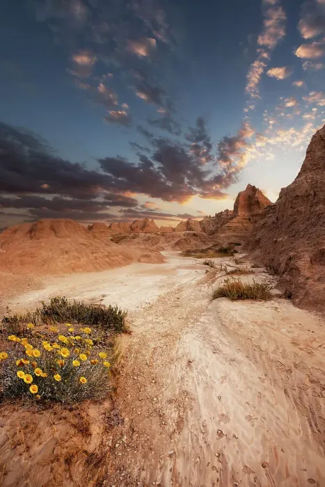 Framed Print : Sandy path leading to the striking peaks or hoodoos of the Badlands with wildflower Framed Print : Sandy path leading to the striking peaks or hoodoos of the Badlands with wildflower
