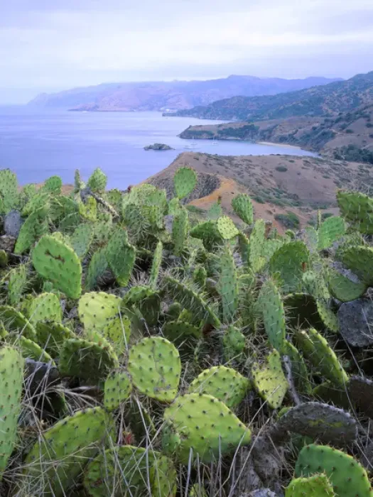 Framed Print : Santa Catalina Island, California. USA. Prickly pear cactus (Opuntia spp. ) on ridge Framed Print : Santa Catalina Island, California. USA. Prickly pear cactus (Opuntia spp. ) on ridge