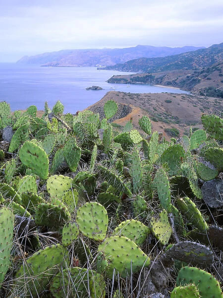 Santa Catalina Island, California. USA. Prickly pear cactus (Opuntia spp. ) on ridge