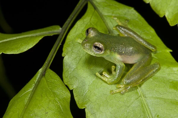 Santa Cecilia Glass Frog (Cochranella midas), Yasuni National Park, Amazon Rainforest, ECUADOR