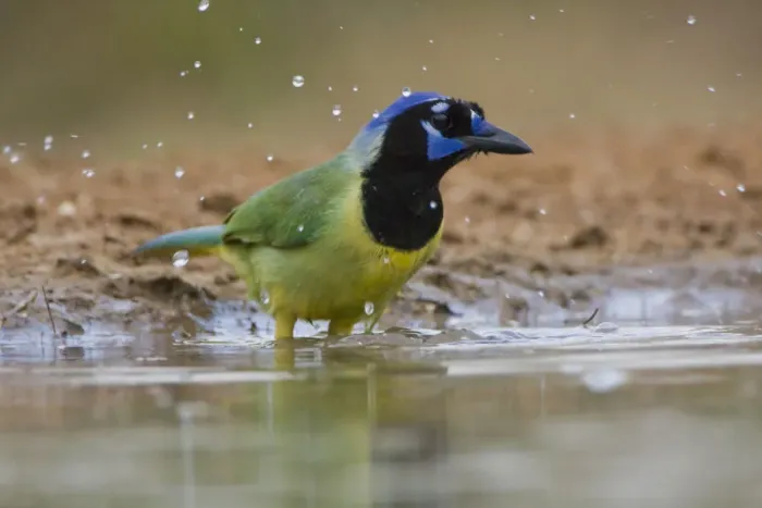 Framed Print : Santa Clara Ranch, Rio Grande Valley, Texas, USA, North America. Green Jay Bathing Framed Print : Santa Clara Ranch, Rio Grande Valley, Texas, USA, North America. Green Jay Bathing