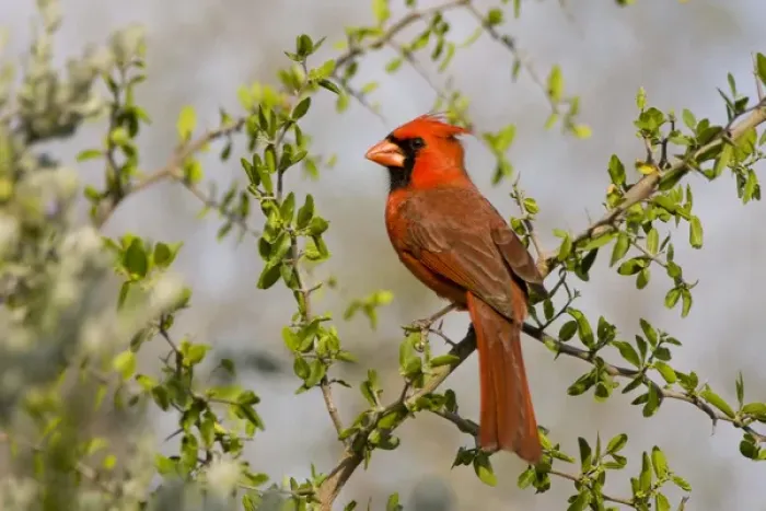 Framed Print : Santa Clara Ranch, Rio Grande Valley, McCook, Texas, North America. USA. Northern Cardinal Framed Print : Santa Clara Ranch, Rio Grande Valley, McCook, Texas, North America. USA. Northern Cardinal