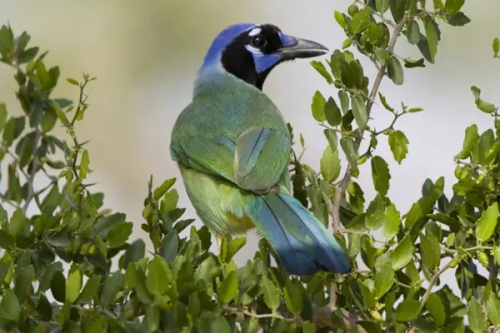 Framed Print : Santa Clara Ranch, Rio Grande Valley, McCook, Texas, North America, USA. Green Jay