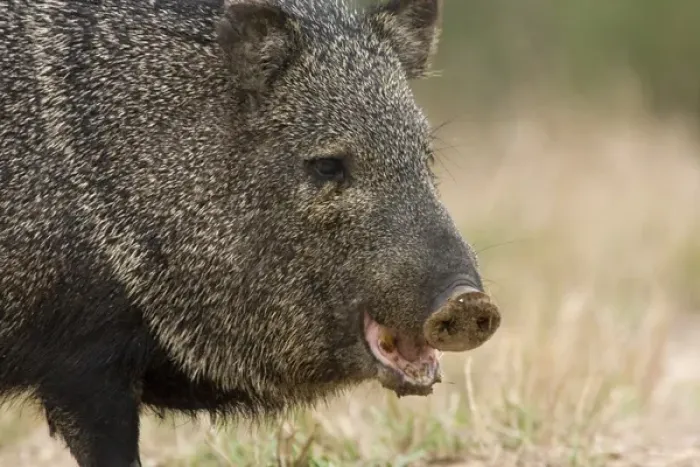 Framed Print : Santa Clara Ranch, Rio Grande Valley, McCook, Texas, North America, USA. Javelina Framed Print : Santa Clara Ranch, Rio Grande Valley, McCook, Texas, North America, USA. Javelina