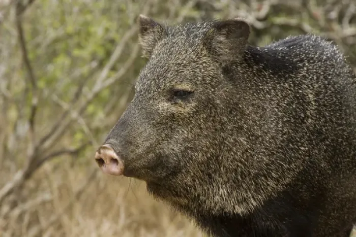 Framed Print : Santa Clara Ranch, Rio Grande Valley, McCook, Texas, North America, USA. Javelina Framed Print : Santa Clara Ranch, Rio Grande Valley, McCook, Texas, North America, USA. Javelina
