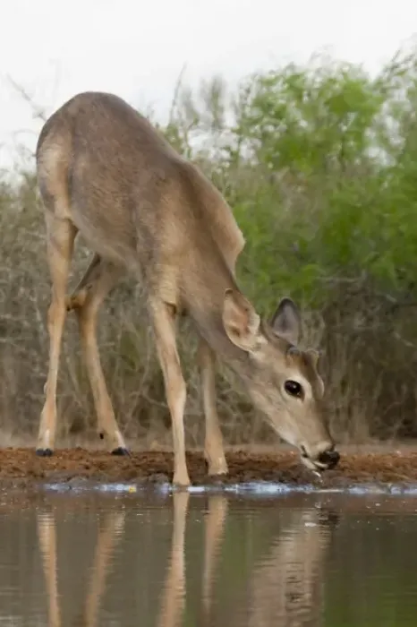 Framed Print : Santa Clara Ranch, Rio Grande Valley, Texas, USA, North America. Buck White-tailed Deer Framed Print : Santa Clara Ranch, Rio Grande Valley, Texas, USA, North America. Buck White-tailed Deer