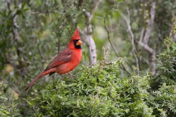 Framed Print : Santa Clara Ranch, Rio Grande Valley, McCook, Texas, North America, USA. Northern Cardinal