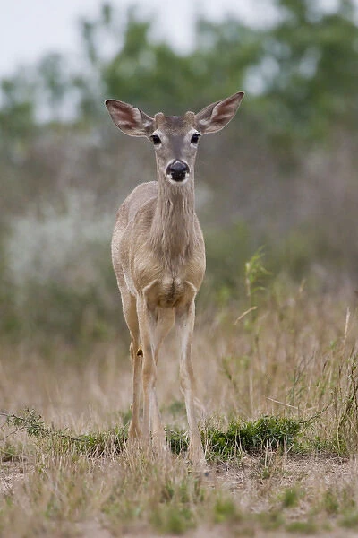 Santa Clara Ranch, Rio Grande Valley, Texas, USA, North America. Buck White-tailed Deer