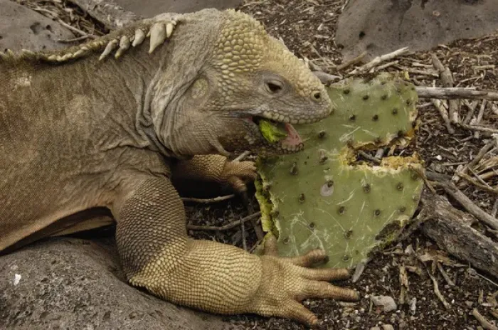 Framed Print : Santa Fe Land Iguana (Conolophus pallidus) Santa Fe Island Galapagos Islands Framed Print : Santa Fe Land Iguana (Conolophus pallidus) Santa Fe Island Galapagos Islands