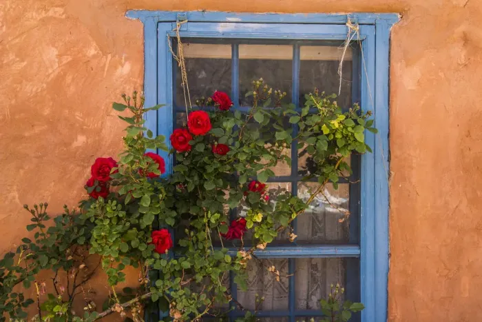 Framed Print : Santa Fe, New Mexico. Blue painted lattice wooden window with a red rose bush against